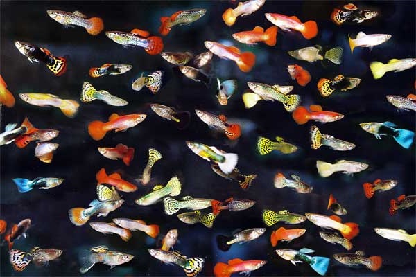 Cá Bảy Màu Full Gold  Trại chuyên cung cấp cá 7 màu thái