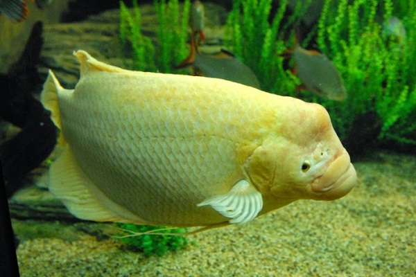 Cá Tai Tượng có những loại nào, ý nghĩa và cách nuôi cá đẹp - 6