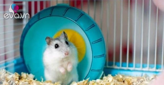 Chuột Hamster - Cách nuôi, chăm sóc và một số sự thật thú vị