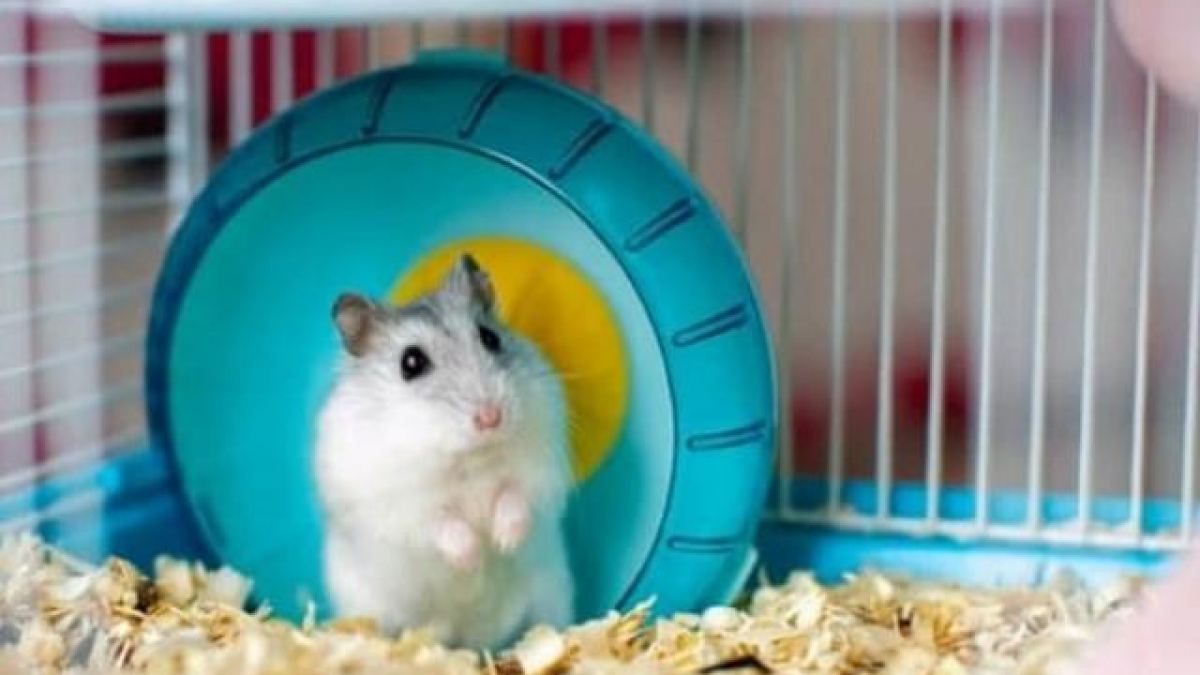 Chuột Hamster - Cách nuôi, chăm sóc và một số sự thật thú vị