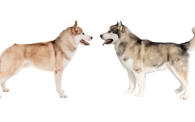 Chó Alaska - Đặc điểm, tính cách và phân biệt với Husky - 7