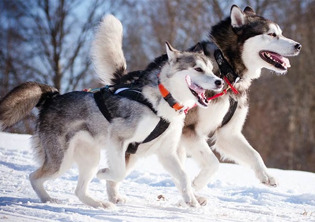 Chó Alaska - Đặc điểm, tính cách và phân biệt với Husky - 4