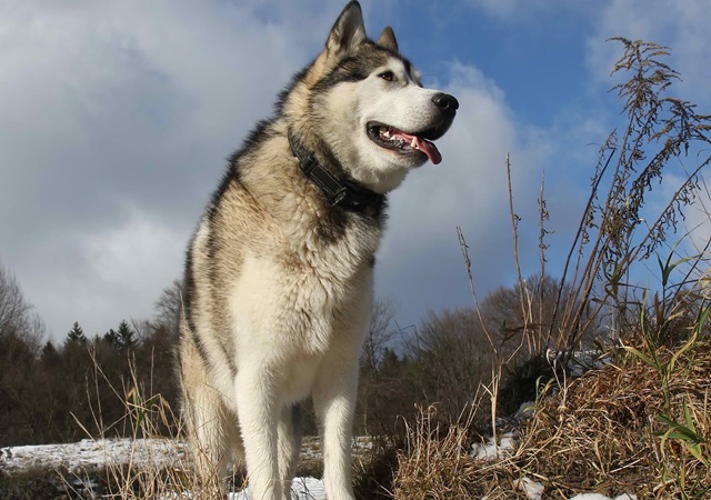 Chó Alaska - Đặc điểm, tính cách và phân biệt với Husky - 6