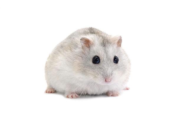 SHOP Chuột Hamster Đáng Yêu Chất Lượng Giá Tốt 1 NÊN MUA