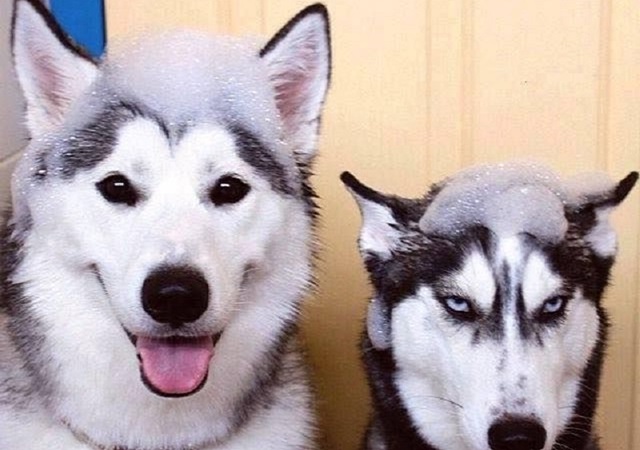 Chó Alaska - Đặc điểm, tính cách và phân biệt với Husky - 12