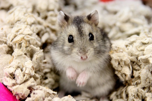 Hình ảnh chuột Hamster dễ thương cute  Ảnh đẹp Free