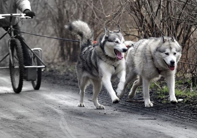 Chó Alaska - Đặc điểm, tính cách và phân biệt với Husky - 10
