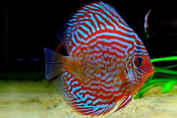 25 Loài Cá Cảnh Đẹp Nhất Thế Giới Đủ Làm Sống Động Cho Bể Cá Của Bạn
