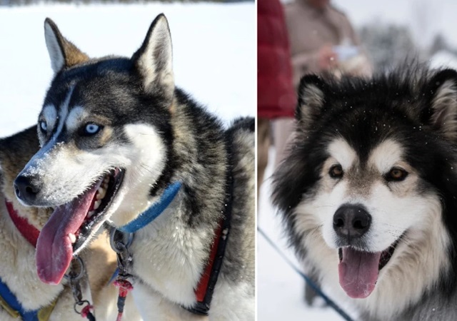 Chó Alaska - Đặc điểm, tính cách và phân biệt với Husky - 11