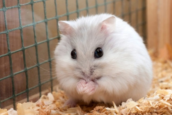 99 Ảnh Chuột Hamster Chibi Cute Đáng Yêu Nhất Quả Đất