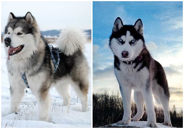 Chó Alaska - Đặc điểm, tính cách và phân biệt với Husky - 8