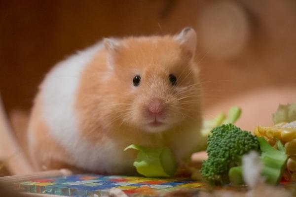 Chuột hamster - cách nuôi, chăm sóc và một số sự thật thú vị - 8