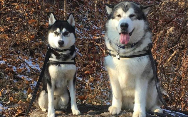 Chó Alaska - Đặc điểm, tính cách và phân biệt với Husky - 9