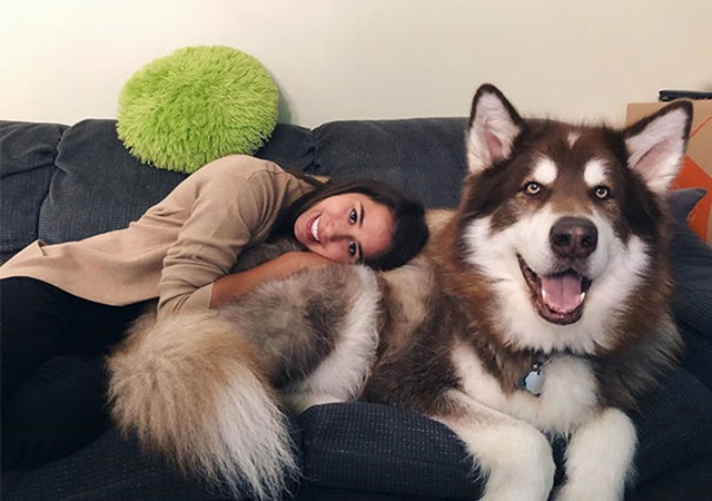 Chó Alaska - Đặc điểm, tính cách và phân biệt với Husky - 5