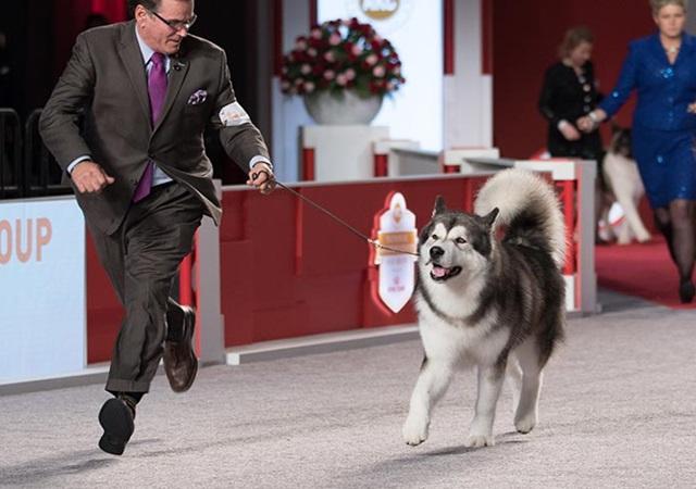 Chó Alaska - Đặc điểm, tính cách và phân biệt với Husky - 3