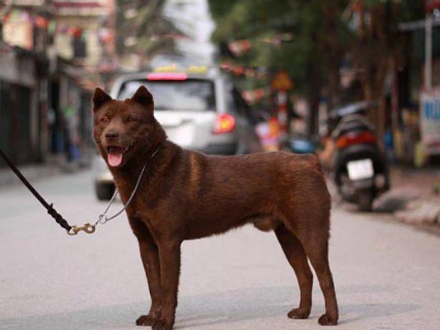 Chó Mông Cộc - Giống chó Quốc khuyển được ưa chuộng có gì hay