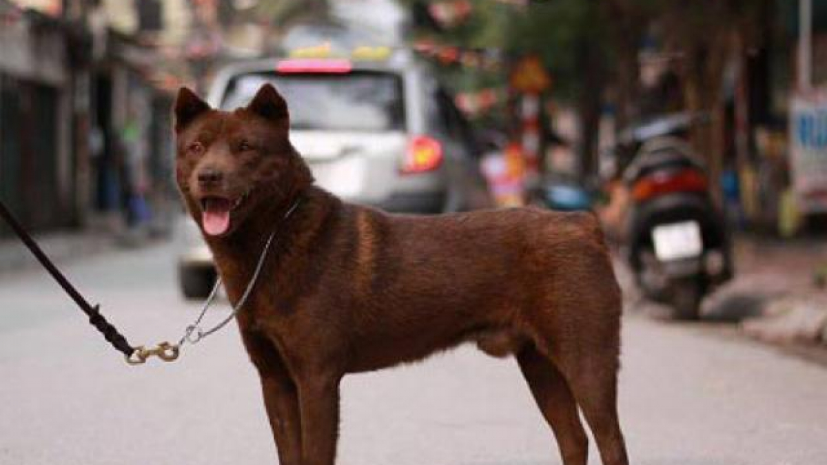 Chó Mông Cộc - Quốc khuyển Việt Nam