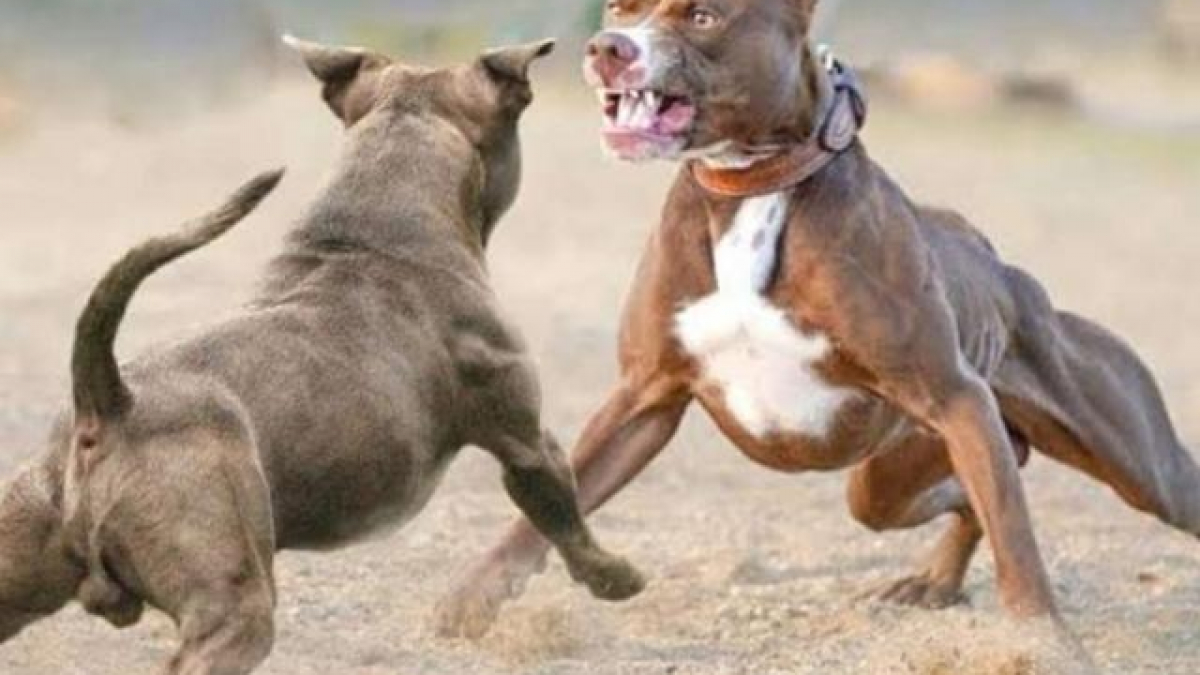 11 Sự Thật Về Chó Pitbull Mỹ Người Yêu Chó Nên Biết
