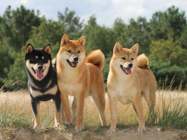 8 giống chó Nhật được ưa chuộng có gì đặc biệt