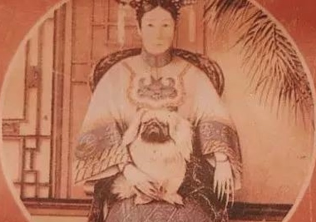 Chó Bắc Kinh thuần chủng nhận biết thế nào và các loại chó lai Bắc Kinh - 1