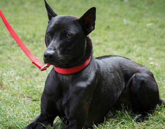 Chó Phú Quốc Có Những Màu Nào, Cách Nhận Biết Và Giá Bán