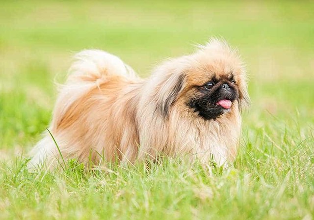 Chó Bắc Kinh thuần chủng nhận biết thế nào và các loại chó lai Bắc Kinh - 6