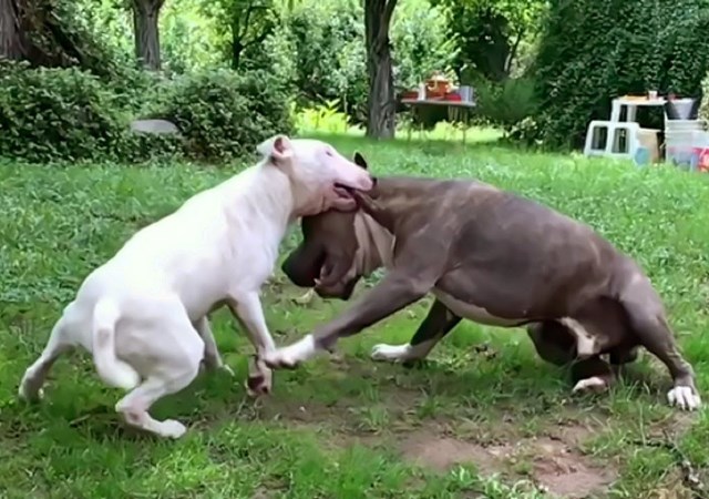 11 sự thật về chó Pitbull Mỹ người yêu chó nên biết - 7