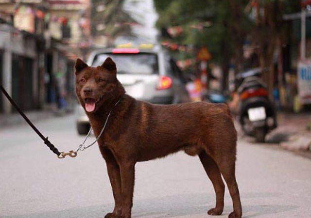 Chó Mông Cộc - Giống chó Quốc khuyển được ưa chuộng có gì hay - 3