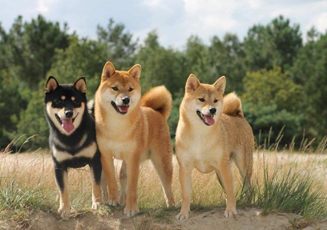 8 giống chó Nhật được ưa chuộng có gì đặc biệt - 3