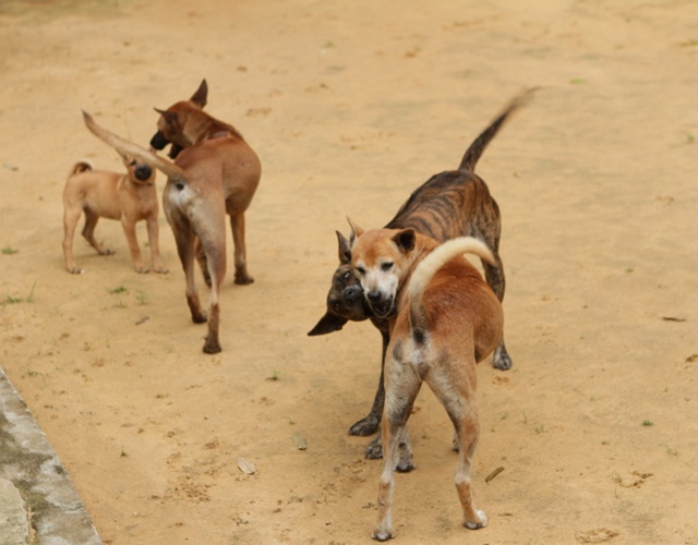 Chó Phú Quốc có những màu nào, cách nhận biết và giá bán - 5