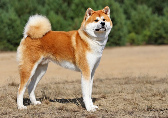 8 giống chó Nhật được ưa chuộng có gì đặc biệt - 1