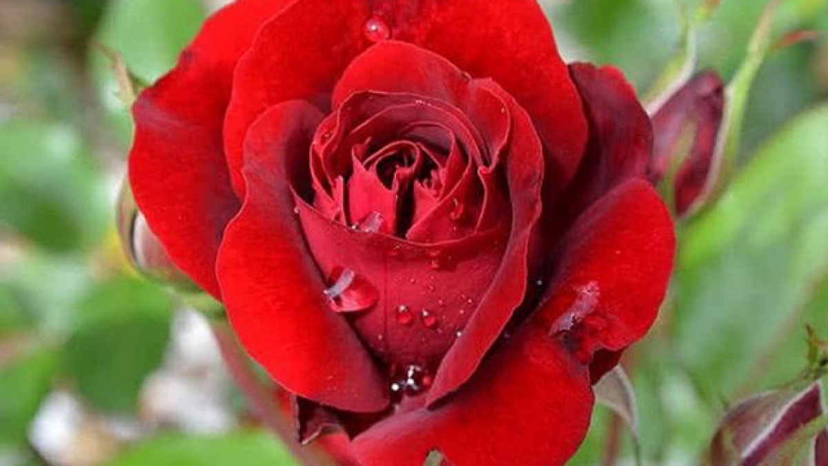 Ý nghĩa hoa hồng nhung và cách trồng ra hoa đẹp