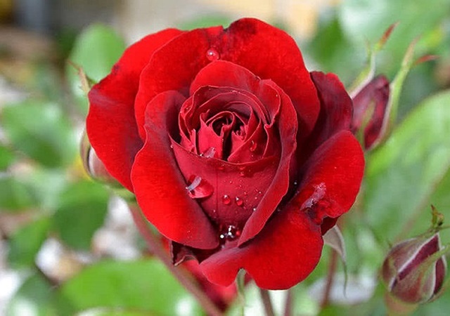 Hoa hồng nhung - Vẻ đẹp khó cưỡng