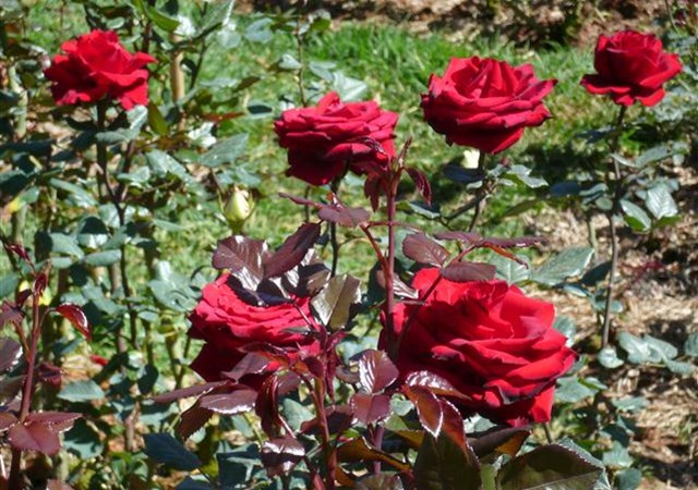 Ý nghĩa hoa hồng nhung và cách trồng ra hoa đẹp - 5