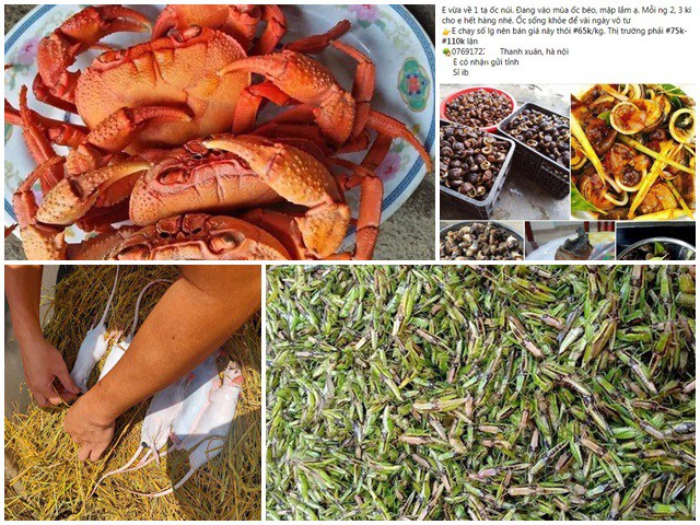 4 thứ lộc trời cứ đến mùa là xuất hiện, bắt về đem bán thu tiền triệu mỗi ngày