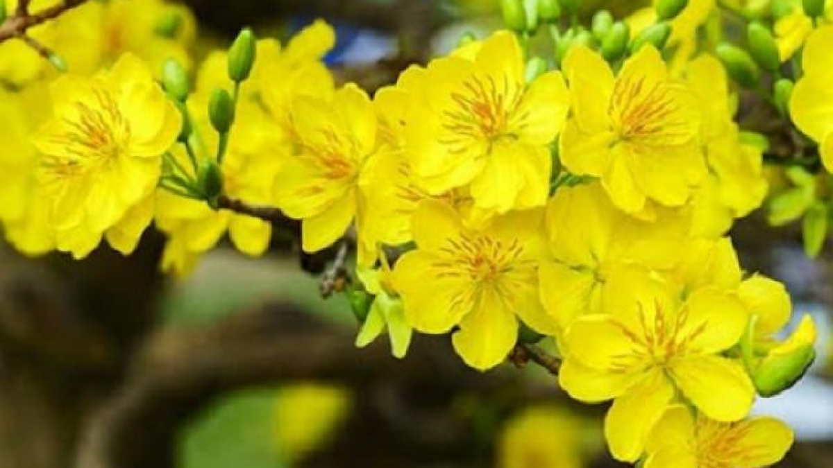 Ý nghĩa hoa Mai Vàng cách trồng và chăm sóc hoa nở đẹp vào dịp tết