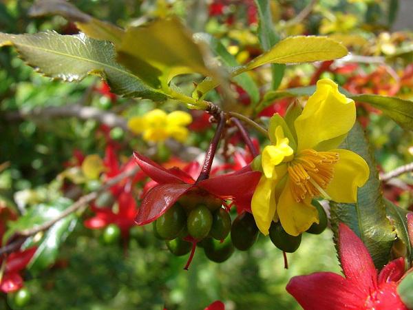 Ý nghĩa hoa Mai Vàng, cách trồng và chăm sóc hoa nở đẹp vào dịp tết - 8