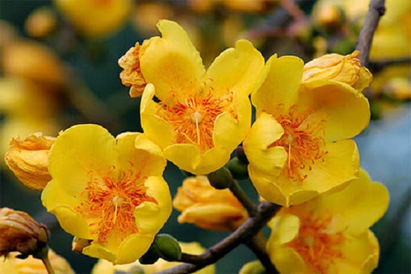 Ý nghĩa hoa Mai Vàng, cách trồng và chăm sóc hoa nở đẹp vào dịp tết - 9