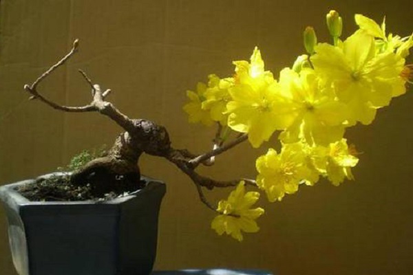 Ý nghĩa hoa Mai Vàng, cách trồng và chăm sóc hoa nở đẹp vào dịp tết - 6