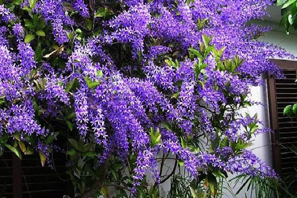 Hoa Mai xanh - Đặc điểm, cách trồng và chăm sóc cây mau ra hoa