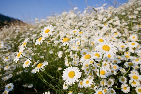Hoa cúc 5 cánh là biểu tượng của ngày mới, một tài sản quý giá của mùa xuân. Những bông hoa trắng tinh khiết, nhẹ nhàng như làn gió đầu mùa sẽ khiến trái tim bạn cảm thấy thăng hoa và đầy năng lượng.