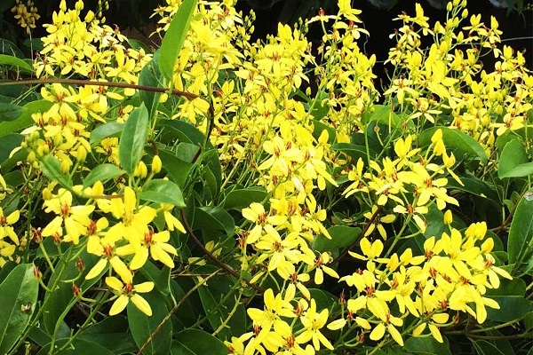 Ý nghĩa hoa Mai Vàng, cách trồng và chăm sóc hoa nở đẹp vào dịp tết - 4