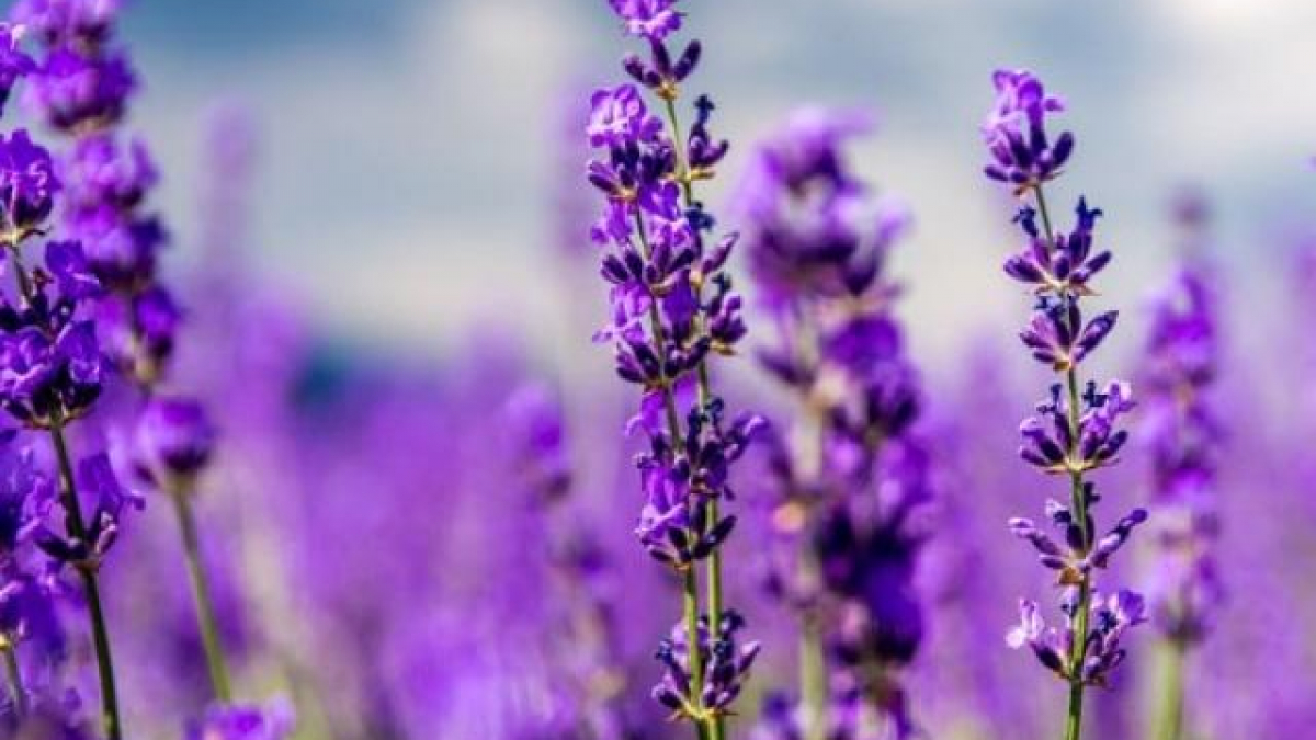 Hoa Oải Hương Lavender - Công Dụng, Ý Nghĩa Và Cách Trồng Tại Nhà