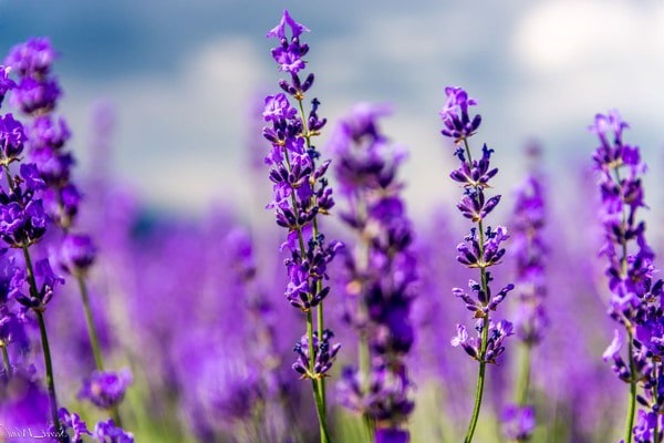 Hoa Oải Hương Lavender - Công dụng, ý nghĩa và cách trồng tại nhà