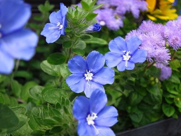 Hoa Thanh Tú - Đặc điểm, ý nghĩa và cách trồng cho hoa nở tuyệt đẹp - 1
