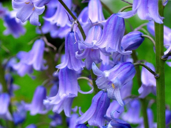 Hình ảnh hoa Bluebells - Vẻ đẹp rực rỡ của hoa Bluebells