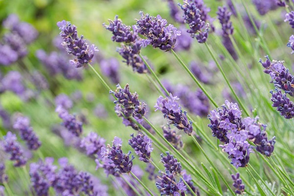 Hoa Oải Hương Lavender - Công Dụng, Ý Nghĩa Và Cách Trồng Tại Nhà