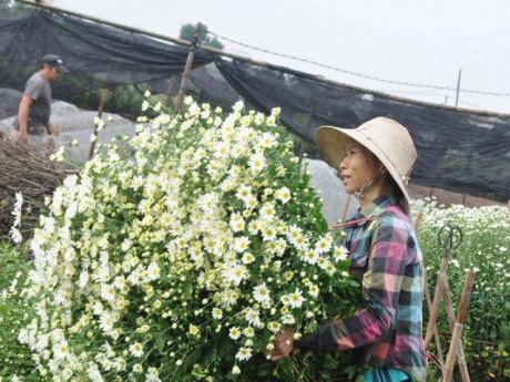 Loài từng là hoa dại ven đường thành đặc sản Hà Nội, nông dân cắt không kịp bán