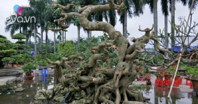 Các loại cây Sanh cảnh đẹp, ý nghĩa và cách trồng giúp tạo dáng đẹp