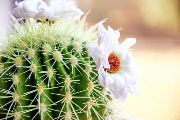 Hoa Xương Rồng: Phân loại, ý nghĩa và cách trồng mau ra hoa - 4